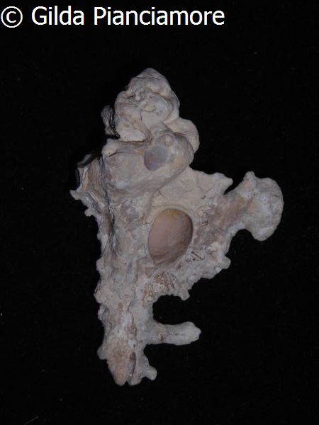 no photo for this shell